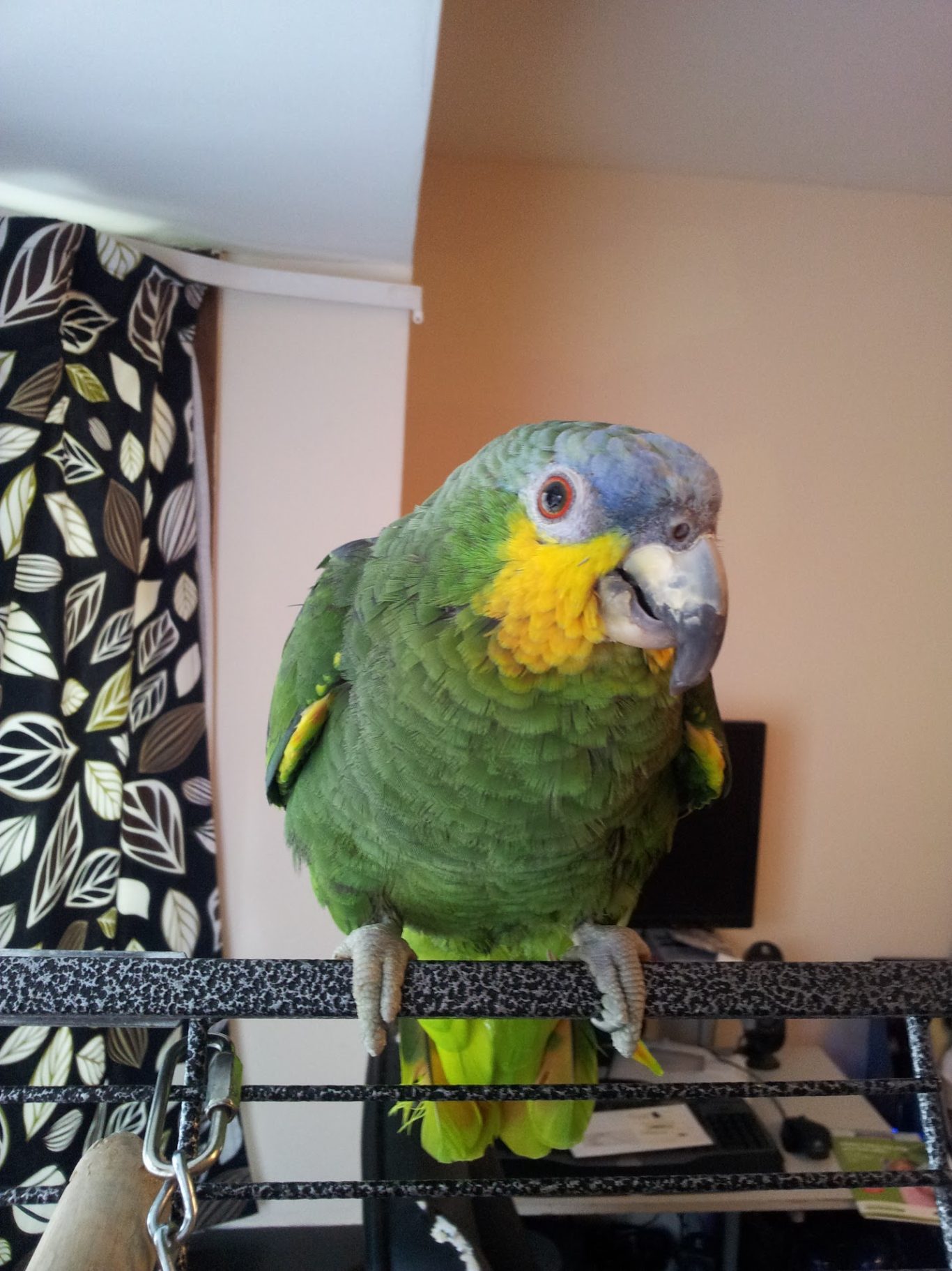 Orange wing amazon